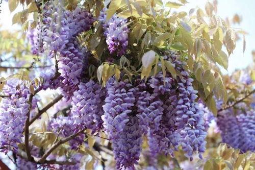 小贝紫藤国产视频,国产视频中的浪漫邂逅