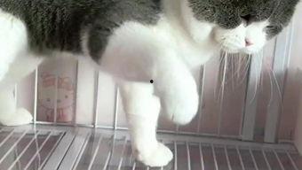 99猫咪视频国产,国产萌宠短视频的潮流风向标